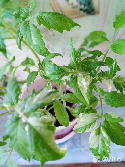 Вариегатный томат 9 сортов(семена)