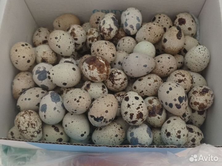 Яйцо перепелинное инкубационное