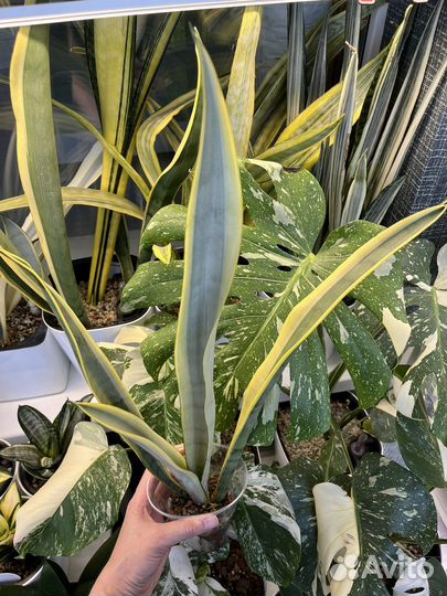 Сансивиерия Натали Манолин Бьюти Маин