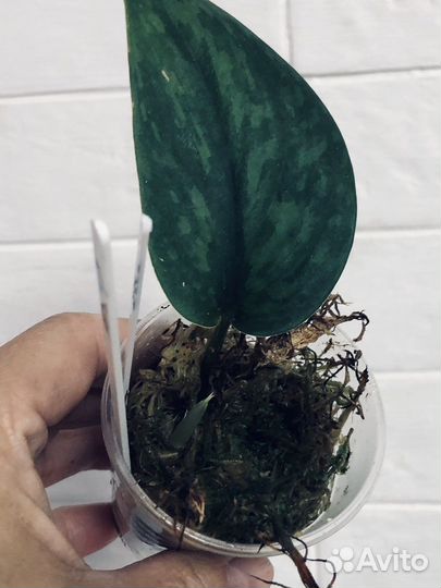 Сциндапсус SP и Army