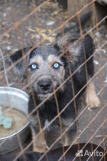 Плюшечка с невероятными глазами