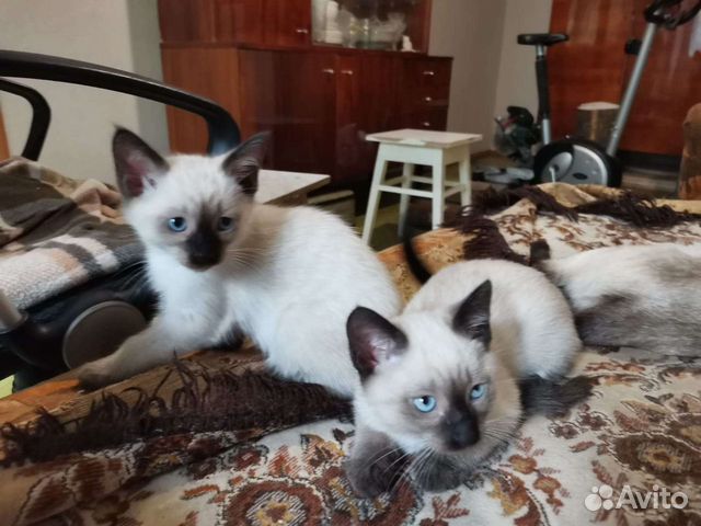 Тайские(сиамские) кошки объявление продам