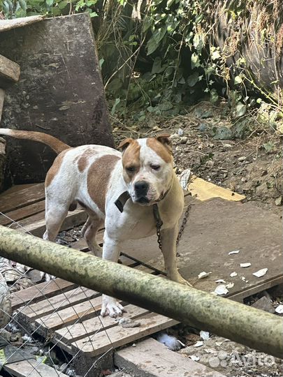 Стаффорд вязка