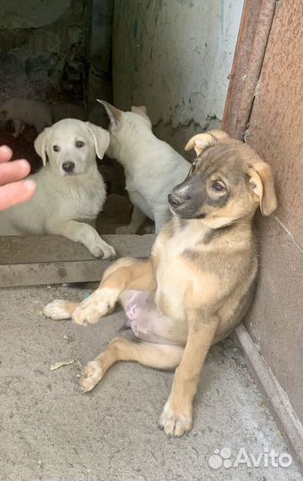 Щенки дворняги