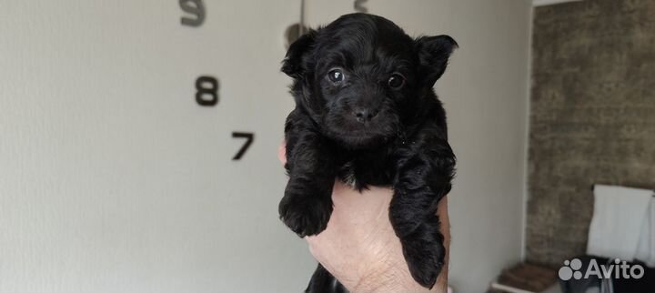 Щенки Той-пудель