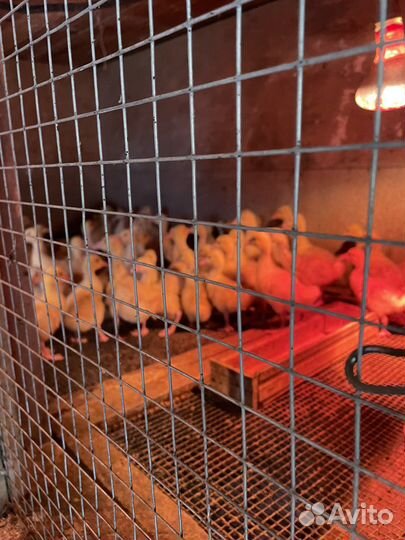 Гусята линда суточные и подрощенные