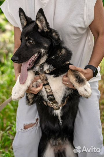 Щенок девочка