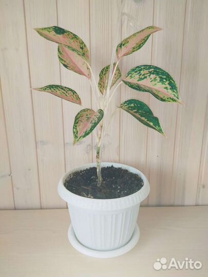 Аглаонема (Просперити/Престиж)