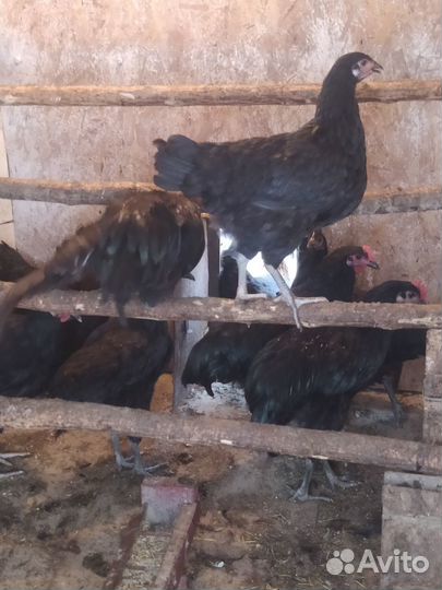 Молодые петухи джерси гигант 5 месяцев
