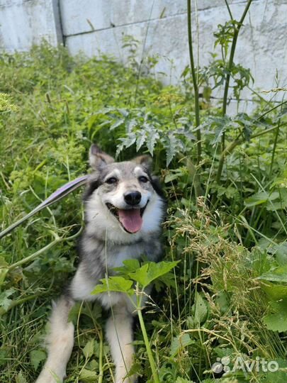 Собака улыбака из приюта ждёт свою семью