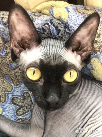Отдам в добрые руки кошечку