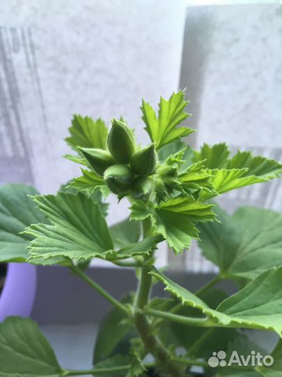 Королевская пеларгония