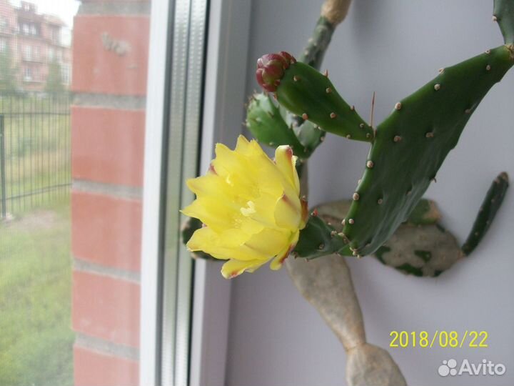 Кактус опунция