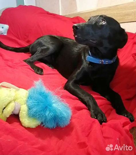 Малорослая собачка в добрые руки