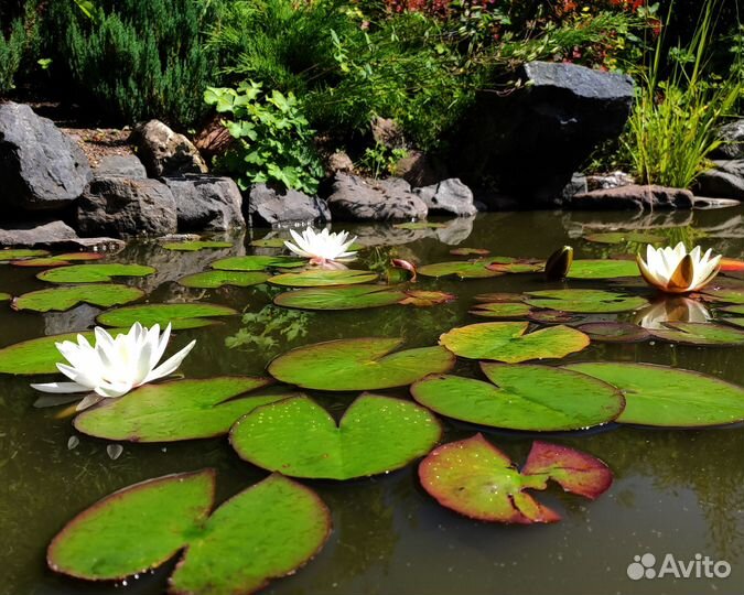 Лотос Альба Nymphaea Lotus Alba