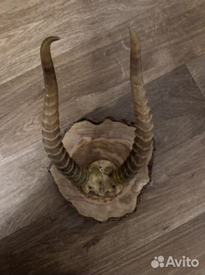 Настенное панно с рогами. Декаротивное украшение