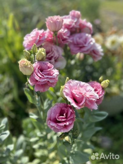 Петуния.Эустома