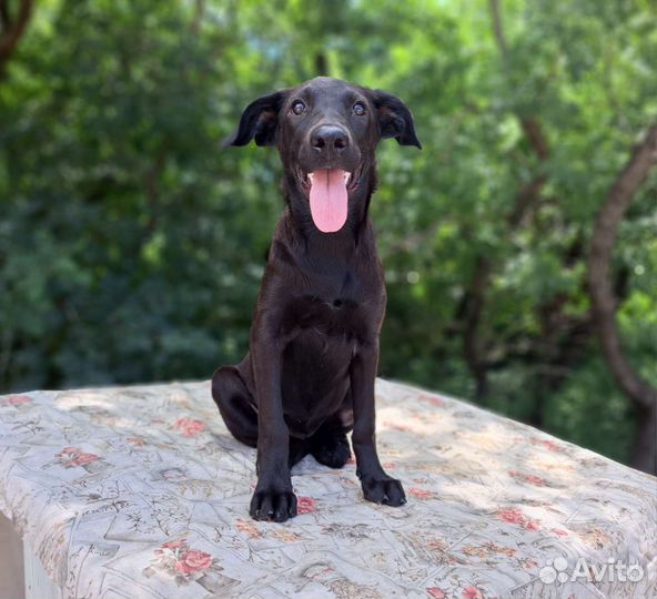 Щенок в добрые руки