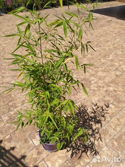 Бамбук морозостойкий