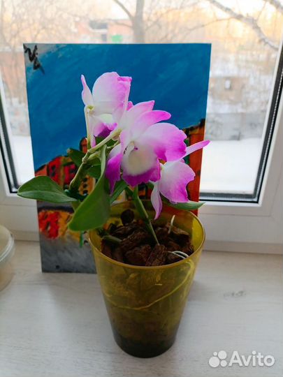 Орхидея дендробиум нобиле