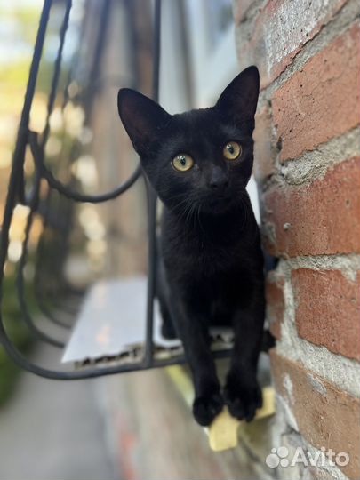 Котик черный подросток котенок