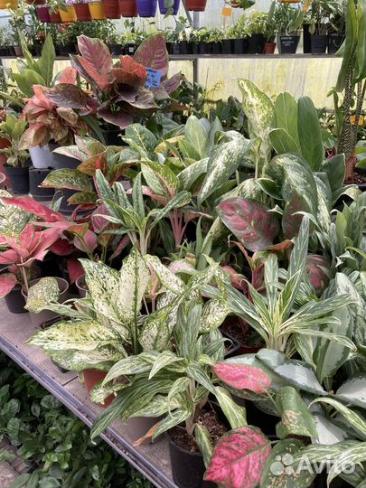 Аглаонемы сортовые из питомника растений