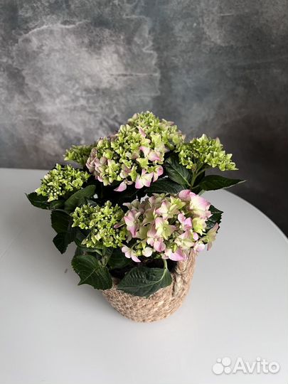 Гортензия в горшке комнатное растение на 8 марта