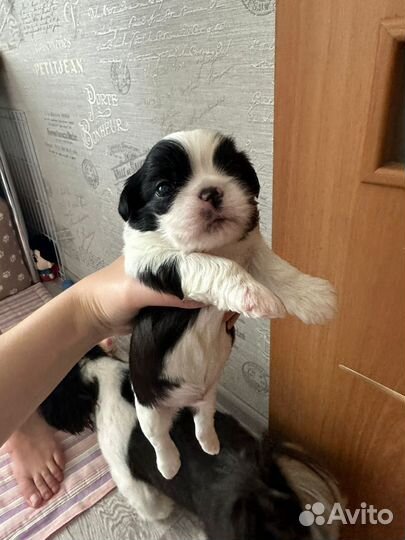 Продам щенка