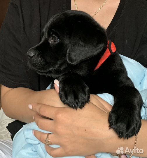 Щенок лабрадора 2 месяца