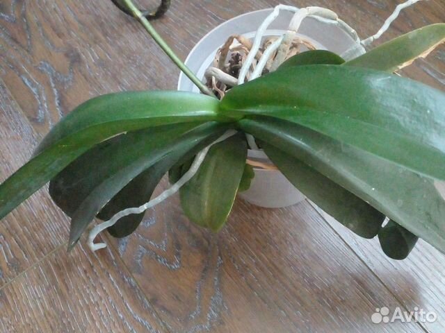 Орхидея фаленопсис леко фантастик купить в Воронеже | Товары для дома и ...