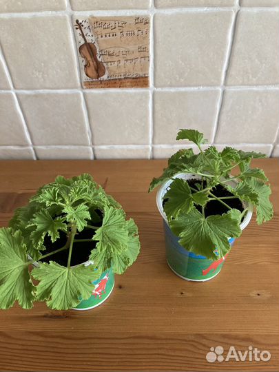 Герань лимонная Peter’s Luck(пеларгония)