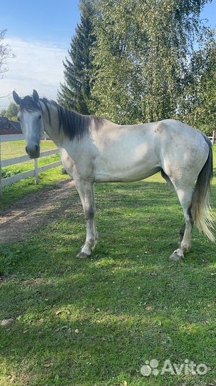 Продам лошадь