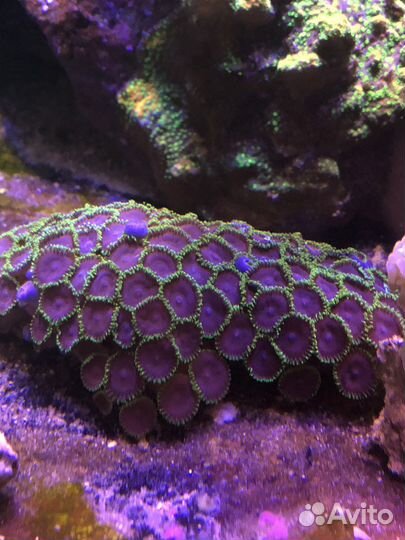 Кораллы в морской аквариум