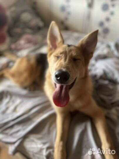 Передержка собак/Догситтер/Зооняня/Выгул