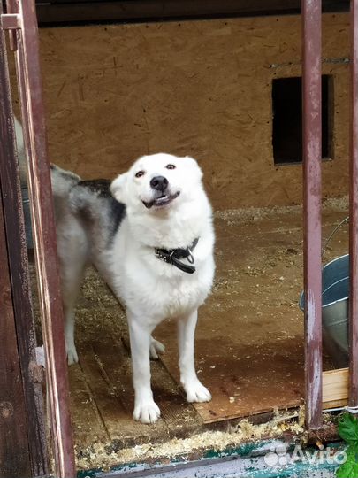 Лайка ищет дом. Пристраивается в добрые руки