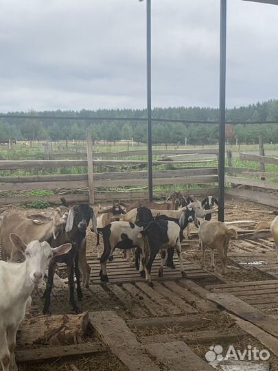 Козы,козлята англо-нубийские,зааненские