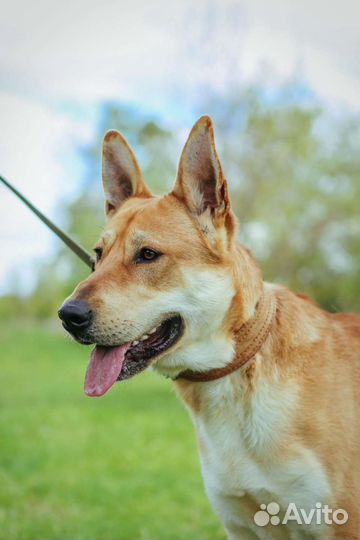 Потерявшийся пес ищет новую семью