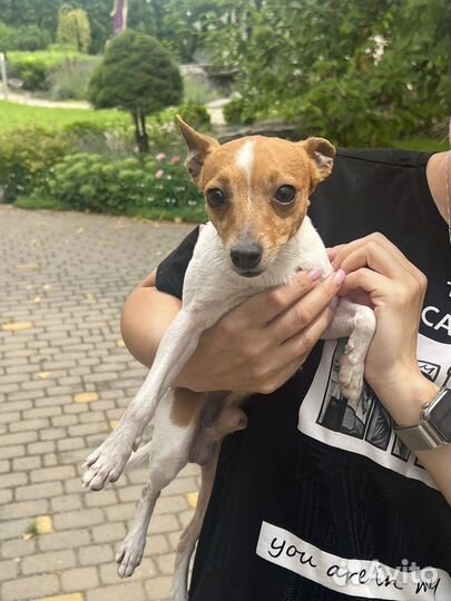 Найдена собака