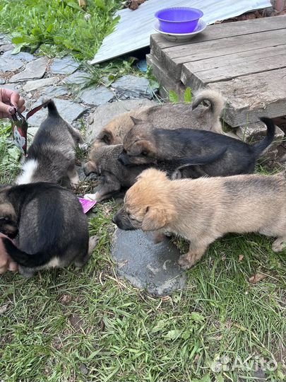 Щенки
