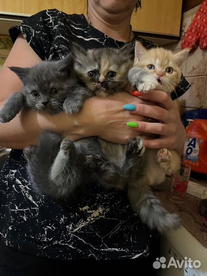 Котята шотландцы