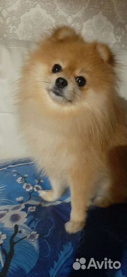 Шпиц померанский. Вязка