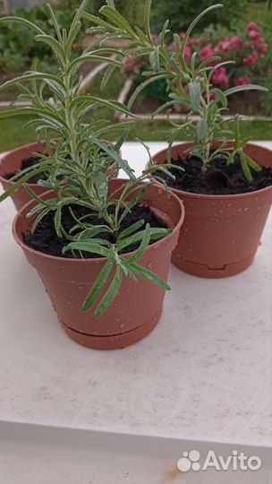 Розмарин в горшке