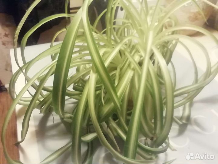 Хлорофитум