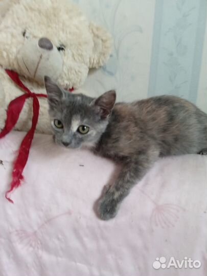 Малышка в добрые руки