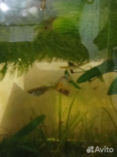Рыбы Гуппи