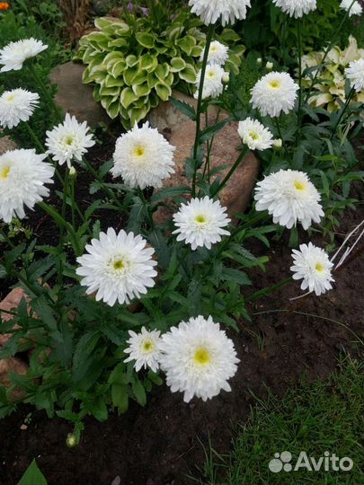 Цветы многолетники