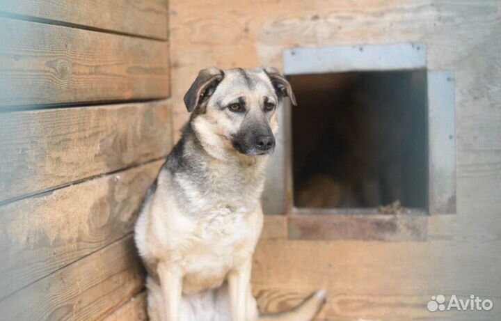 Жизнь в вольере. ищем дом