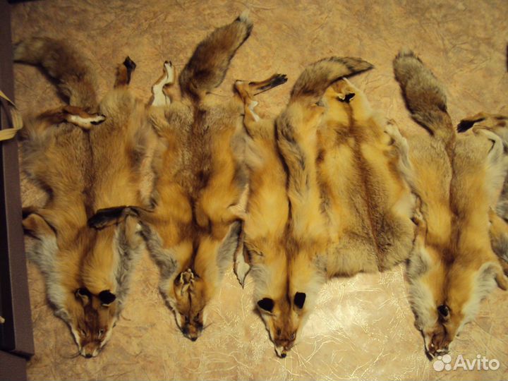 Шкуры лисицы