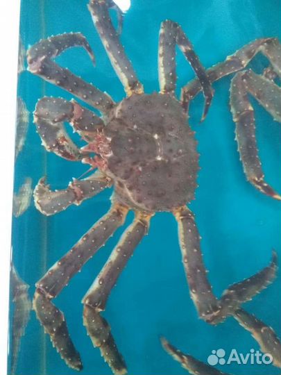 Живые Королевские Камчатские Крабы