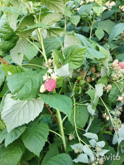 Вишня, смородина, малина,абрикос свежий